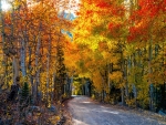 Autumn Road
