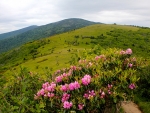 Rhododendron Mountains