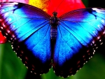 Butterfly with Blue Wings