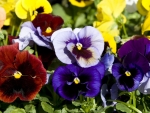 Multicolored  Pansies