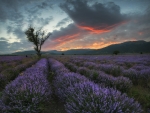 Lavender at Sunset