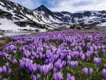 Crocuses on the Slopes of the Mountains