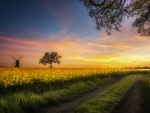Country Road Near the Rapeseed at Sunset