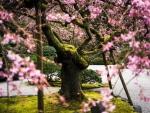 Blossom Tree