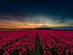 Field of Pink Tulips Under a Blue Sky