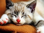 Sleeping Kitten
