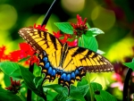 Butterfly on Flowers