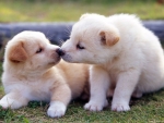 Kissing Puppies