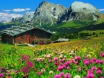 House and Wildflowers in the Mountains