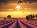 Sunset Over Lavender Field in Tuscany,Italy