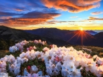 Blooming Rhododendrons Against the Sunrise