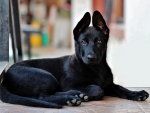 Black German Shepherd