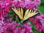 Lilacs and Swallowtail Butterfly