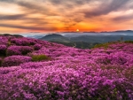 Blooming Mountain Hills on a Sunset