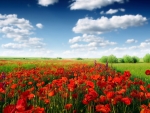 Poppies Surrounded by Green Field