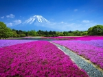 Mount Fuji Japan
