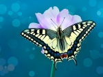 Butterfly on a Flower