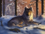 Gray Wolf Lying on the Snow