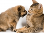 Puppy Sniffing at the Cat