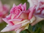 Pink Rose in Droplets of Water