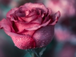 Delicate Rose in Drops of Water