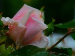 Pink Rose in Droplets of Water on a Blurred