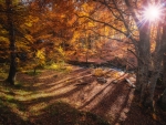 Autumn Forest Sunshine