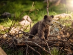 Cute Bear Cub