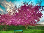 Beautiful Blossom Tree