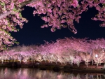 Blooming Sakura in the Night