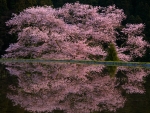 Sakura and its Reflection