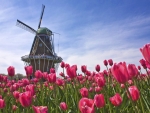 Mill in the Tulip Field (Holland)