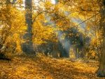 Yellow Leaves Autumn Forest