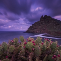 Blooming Cactus on the Shore