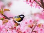 Titmouse Sits on Cherry Blossoms