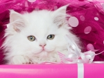 Cute White Kitten