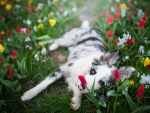 Dog Lies in the Middle of Spring Flowers