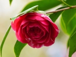Bright Pink Camellia on a Blurred