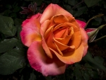 Lovely Rose