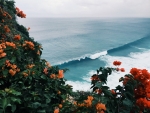 Bushes of Orange Flowers and Further the Sea