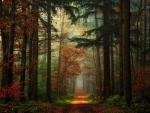 Path in the Mixed Forest, Germany