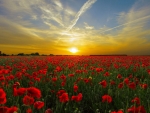 Orange Sunset Field With Red Poppies
