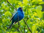 Blue Bird Sitting on a Tree Branch