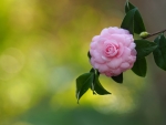 Pink Camellia on a Blurry Green