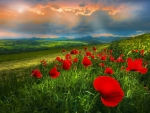 Field with Red Poppies