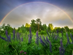 Lupine Thickets Against the Sky and Rainbow