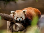 Red Panda