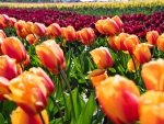 Wind Tulips Field