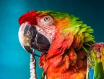 Rainbow Macaw