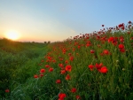 Sunrise Poppy Field